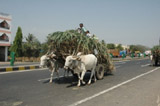 Sugarcane harvest 