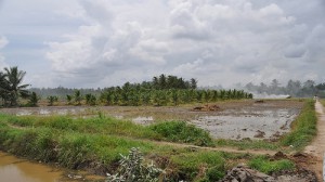 Mekong Delta