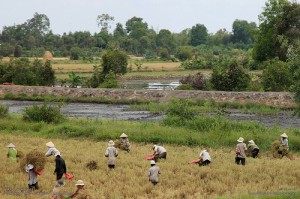 Rice harvesting