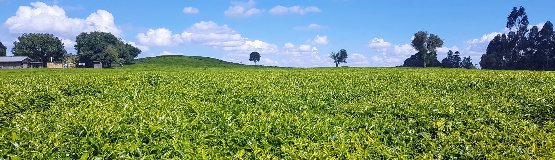 HiFarm: Data Driven Agricultural Intensification Pilot Program for Maize, Coffee and Tea Farmers in Kenya