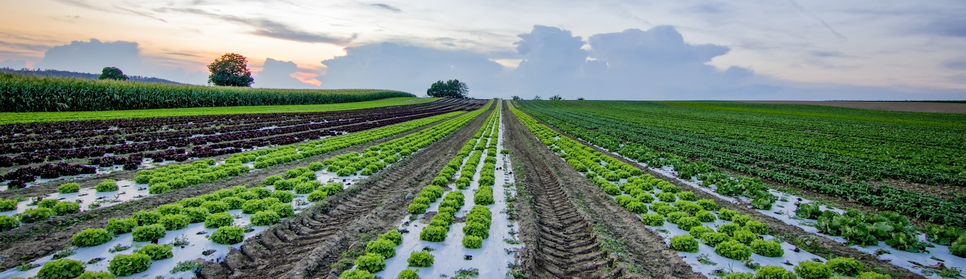 CREATE: Cross-Border Climate Vulnerabilities and Remote Impacts of Food Systems of the EU, Turkey and Africa