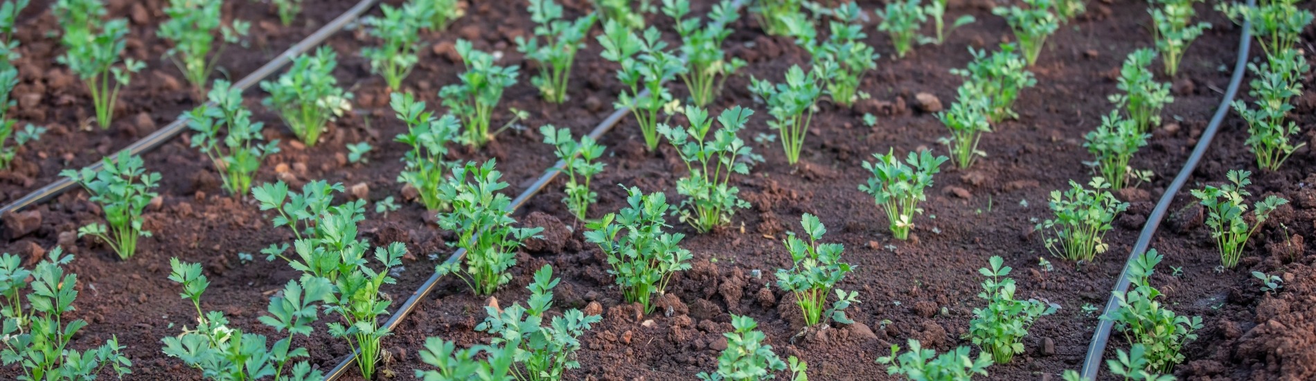 MAGDA: Meteorological Assimilation from Galileo and Drones for Agriculture