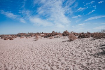 Sparse desert vegetation on sand under a blue sky in Uzbekistan