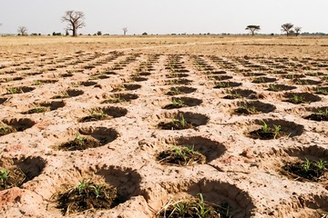 Ground-level view across a Sahelian field in Burkina Faso in the dry season: rows of crescent-shaped Zai planting pits in pale red crusted soil, each holding compost and a tuft of millet seedlings, with baobabs on the distant horizon.