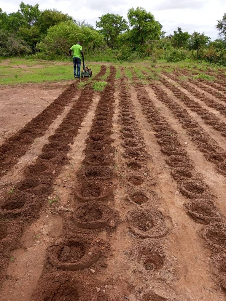 A field of red soil dug into long rows of evenly spaced Zai planting pits by the Zainer machine, with a single operator working in the distance.