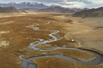 Aerial view of a braided river winding across arid steppe, with snow-capped mountains on the horizon and grazing livestock on the plain.